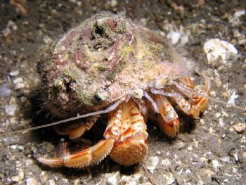 Hermit crab with hydroids growing on its shell, taken sou... by Christian Skauge 